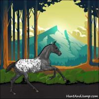 Horse Color:Blue Roan Appaloosa 