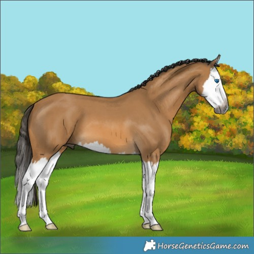 Horse Color:Gray Buckskin Roan Splash 