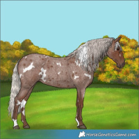 Horse Color:White Spotted Silver Blue Roan 
