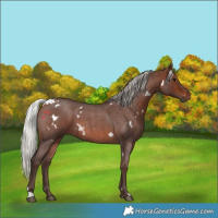 Horse Color:White Spotted Silver Brown Roan