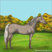 Horse Color:Silver Grullo 