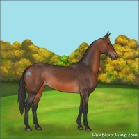 Horse Color:Brown 