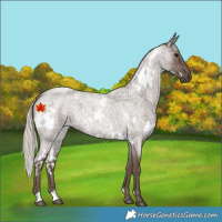 Horse Color:White Spotted Silver Blue Roan 