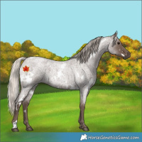 Horse Color:White Spotted Silver Blue Roan 