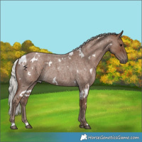 Horse Color:White Spotted Silver Blue Roan 