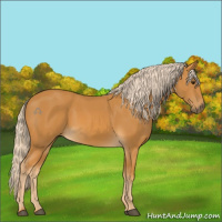 Horse Color:Palomino 