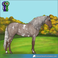 Horse Color:White Spotted Silver Blue Roan