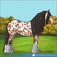 Horse Color:Bay Appaloosa 