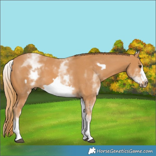Horse Color:White Spotted Chestnut Frame 