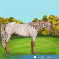 Horse Color:Red Roan 