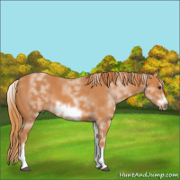Horse Color:White Spotted Chestnut Frame 