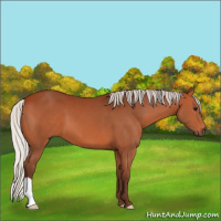 Horse Color:Silver Bay 