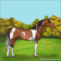 Horse Color:Bay Tobiano Rabicano 