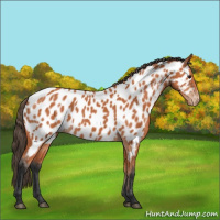 Horse Color:Bay Appaloosa 