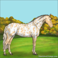 Horse Color:Palomino Appaloosa