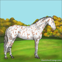 Horse Color:Bay Appaloosa 
