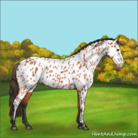 Horse Color:Bay Appaloosa