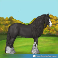 Horse Color:Smoky Black 