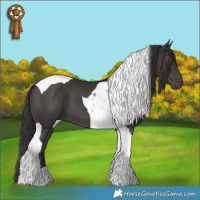 Horse Color:Smoky Black Tobiano 