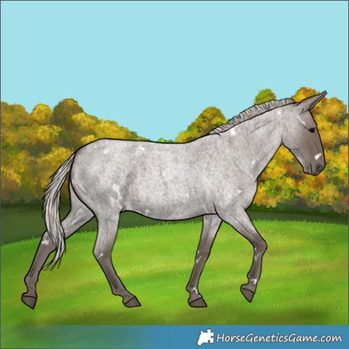 Horse Color:White Spotted Silver Blue Roan 