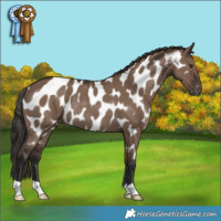 Horse Color:Liver Red Dun Appaloosa Rabicano 