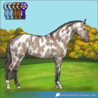 Horse Color:Liver Red Dun Near Leopard Rabicano 