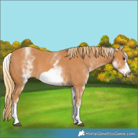 Horse Color:White Spotted Chestnut Frame 
