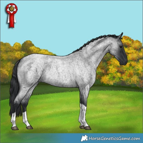 Horse Color:Blue Roan Tobiano 