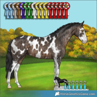 Horse Color:Brown Dun Sabino Appaloosa Brindle