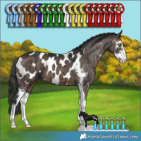 Horse Color:Brown Dun Sabino Appaloosa Brindle 