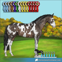 Horse Color:Brown Dun Sabino Appaloosa Brindle