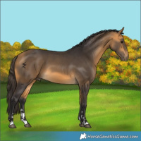 Horse Color:Buckskin 