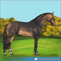 Horse Color:Buckskin 