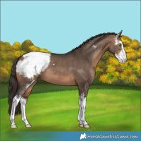 Horse Color:Brown Dun Sabino Appaloosa 