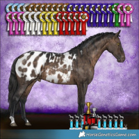 Horse Color:Brown Dun Appaloosa Brindle 