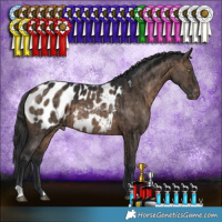 Horse Color:Brown Dun Appaloosa Brindle 