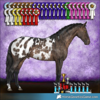 Horse Color:Brown Dun Appaloosa Brindle 