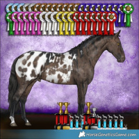 Horse Color:Brown Dun Appaloosa Brindle 