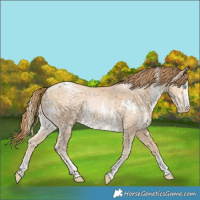Horse Color:White Spotted Buckskin Snowdrop Sabino