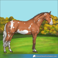 Horse Color:White Spotted Silver Bay Frame 