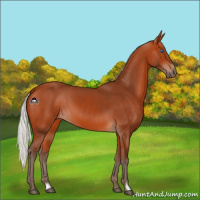 Horse Color:Silver Bay Frame 
