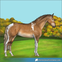 Horse Color:Gray Chocolate Palomino Dun Tobiano 