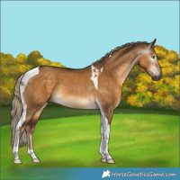 Horse Color:Gray Chocolate Palomino Dun Tobiano 