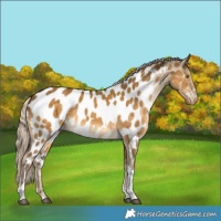Horse Color:Chocolate Palomino Dun Tobiano Near Leopard 