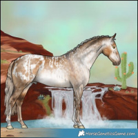 Horse Color:Gray Chocolate Palomino Dun Tobiano Appaloosa and Gray Chocolate Palomino Dun Tobiano Appaloosa