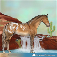 Horse Color:Gray Chocolate Palomino Dun Tobiano Varnish  and Gray Chocolate Palomino Dun Tobiano Blanket 