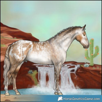 Horse Color:Gray Chocolate Palomino Dun Tobiano Appaloosa  and Gray Chocolate Palomino Dun Tobiano Appaloosa 