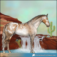 Horse Color:Gray Chocolate Palomino Dun Tobiano Appaloosa  and Gray Chocolate Palomino Dun Tobiano Appaloosa 