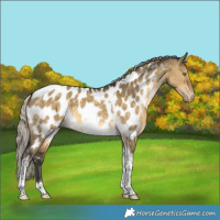 Horse Color:Silver Buckskin Dun Tobiano Appaloosa 