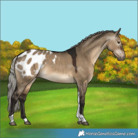 Horse Color:Gray Silver Brown Dun Tobiano Appaloosa 